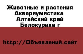 Животные и растения Аквариумистика. Алтайский край,Белокуриха г.